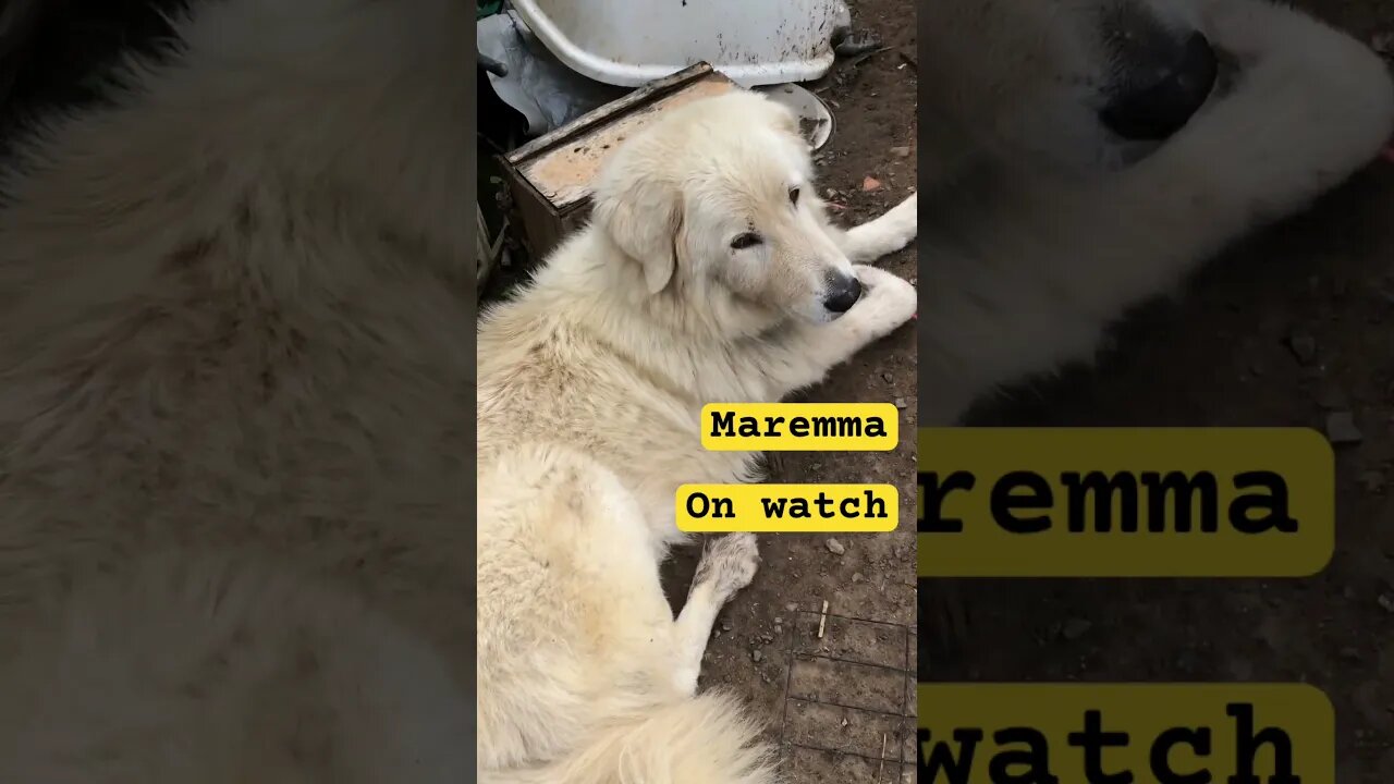 Maremma livestock guardian on watch