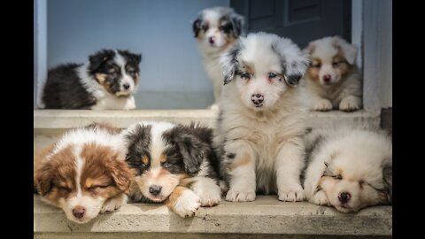 IDENTIFYING the age of your cute puppy!!!