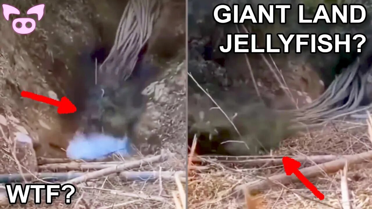 These Weird Vids Will Have You Pointing at the TV Like DiCaprio
