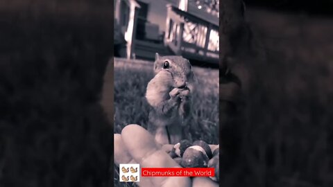 Feels Good to Have A Pet Chipmunk 🐿️🐿️🐿️ #shorts #animals #video #squirrel #cute
