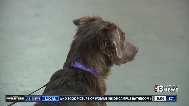 Las Vegas paramedic rescues homeless puppy during Hurricane Harvey response