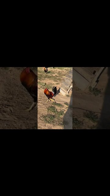 Looking at those YLH/Jap crosses