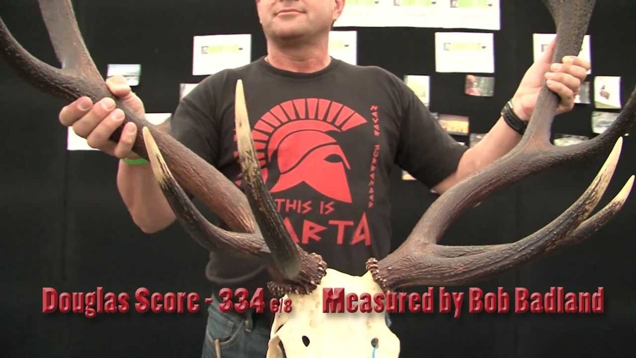 Massive, wild red stag - winner at 2012 Sika Show