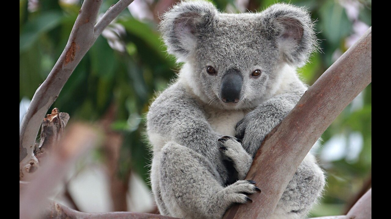 See a cute koala scratch, yawn and sleep