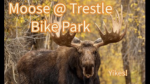 Trestle Bike Park moose! #short