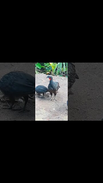 Jacu e seus filhotes procuram comida