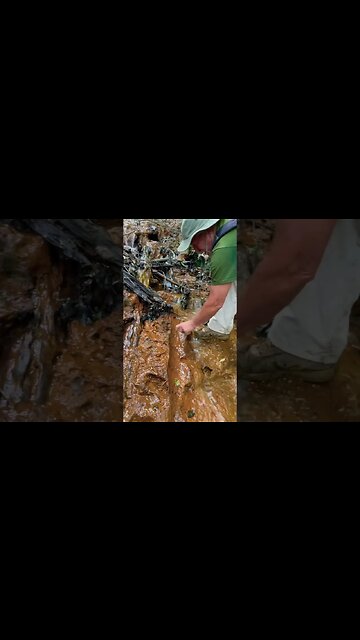 Exploring a New Research Location! #fossil #rapid #mississippi #tennessee #forest #trees #viral