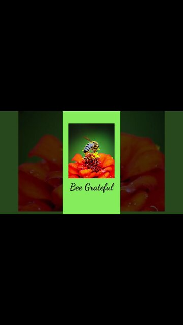 Bee Grateful