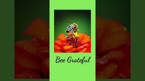 Bee Grateful