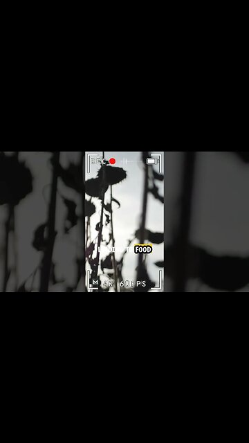 What Would Happen If Bees Were to Extinct?