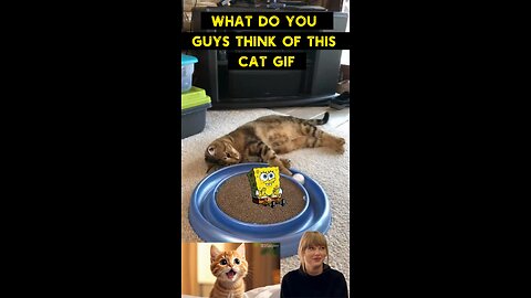 Cute Cat Gif