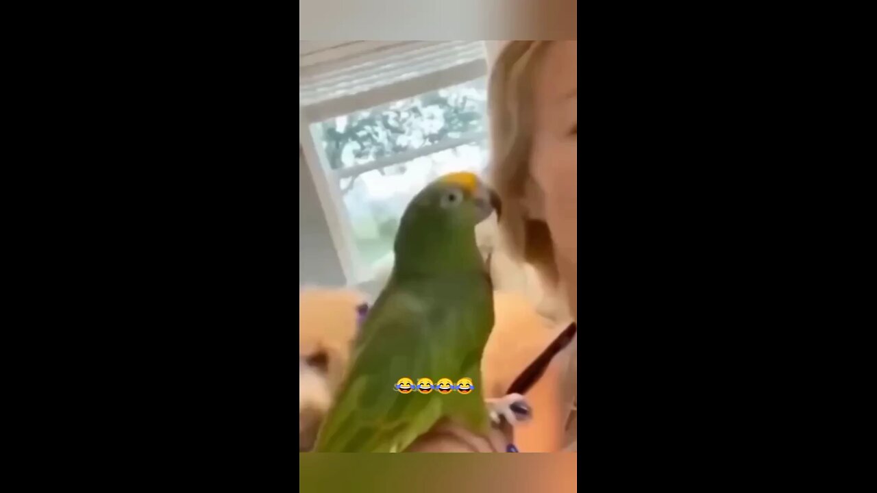 funny animals