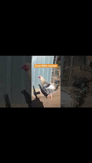 Farm surveillance. Young rooster enjoying some quiet