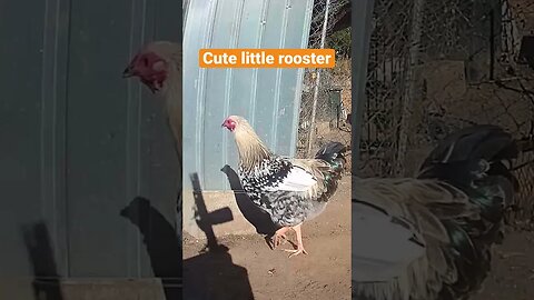 Farm surveillance. Young rooster enjoying some quiet
