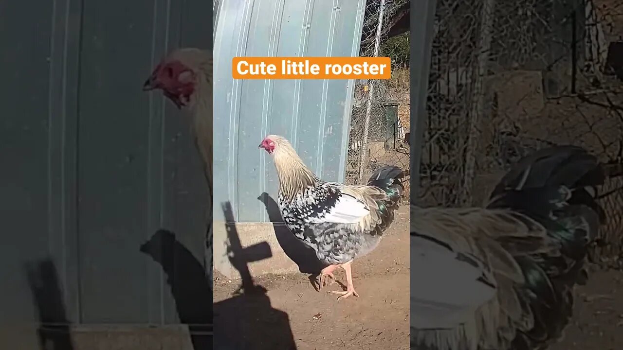 Farm surveillance. Young rooster enjoying some quiet