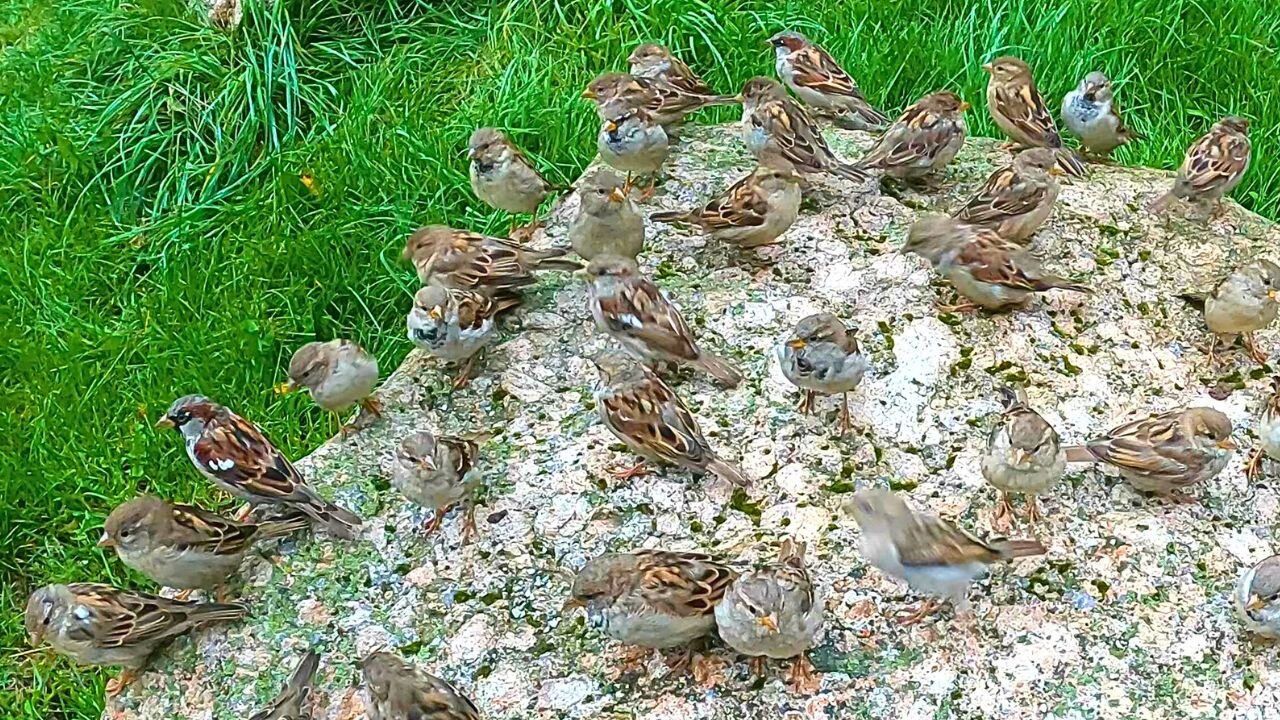 The Sparrow Feeding Rock. Never Before Seen Footage