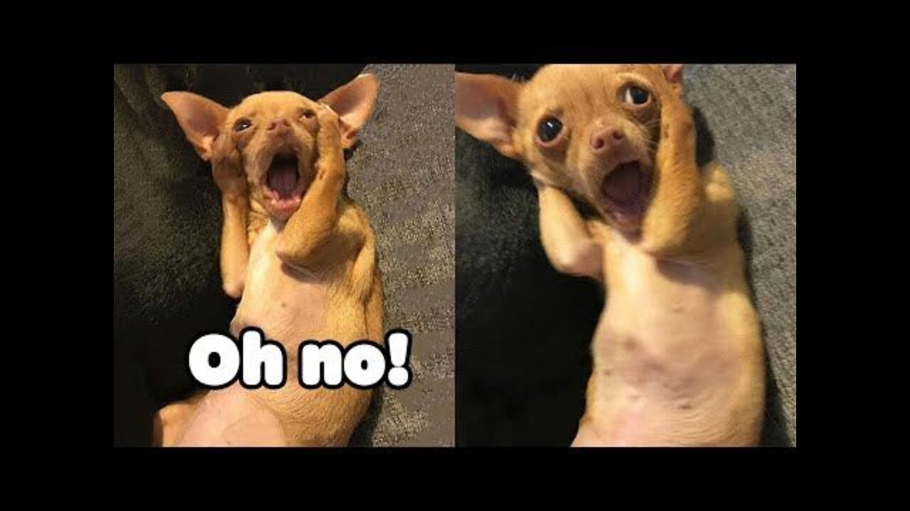 🤣 Funniest 🐶 Dogs And 😻Cats - Try Not To Laugh