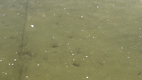 Minnows of the Humber River James Gardens Toronto