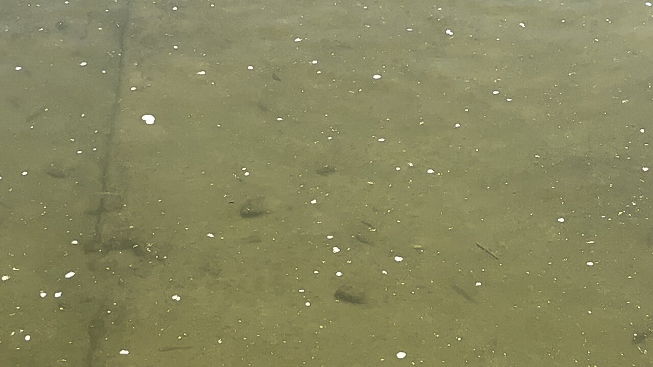 Minnows of the Humber River James Gardens Toronto