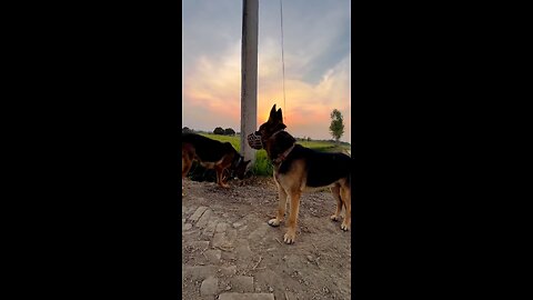 Dog lover