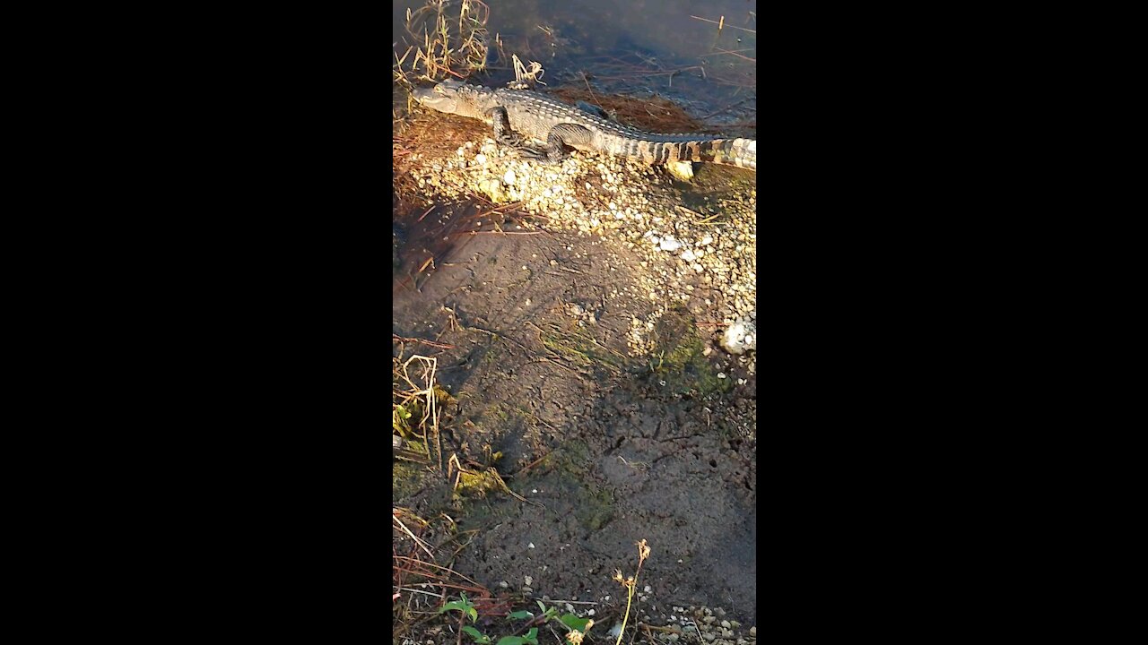 Baby Gator Golf