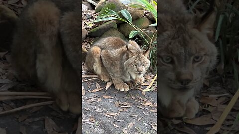 Canadian Lynx Gilligan keeping a close eye on what the keepers are doing. So handsomeand alert