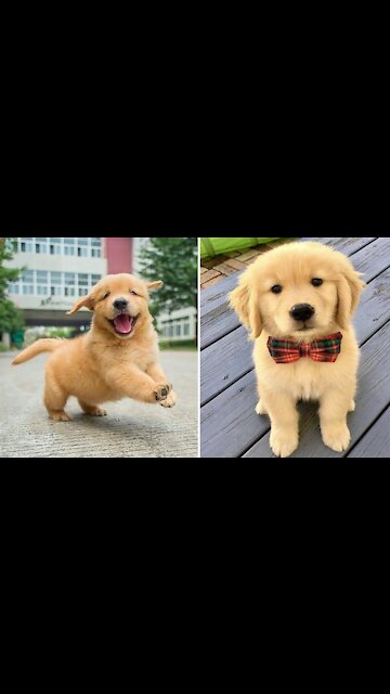 A very cute moment for this Golden Retriever puppy❤️️❤️️