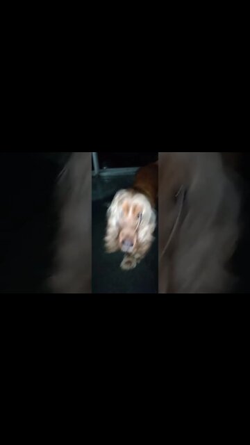 dogshow golden, shorts