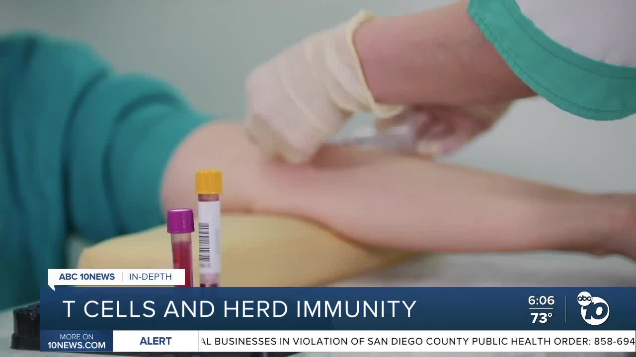 In Depth: T Cells and herd immunity