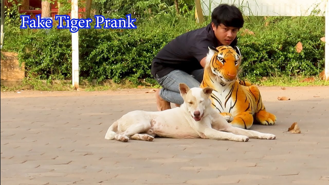 Funny Animal Video - Fake Tiger vs Real Dog Best Funny Prank