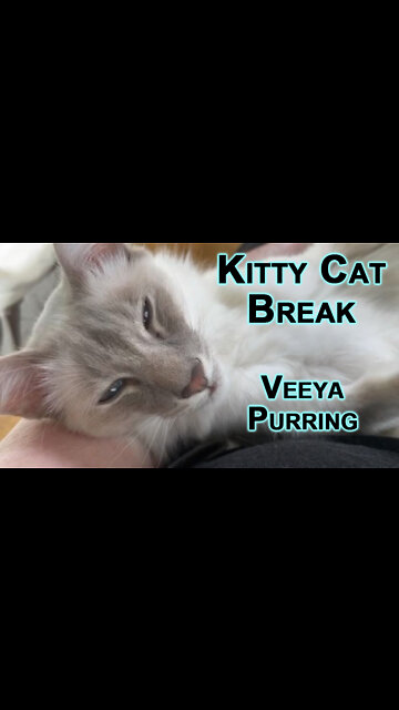 Kitty Cat Break: Veeya Purring [ASMR Short, Lilac Modern Lynx Balinese Kittens/Cats]