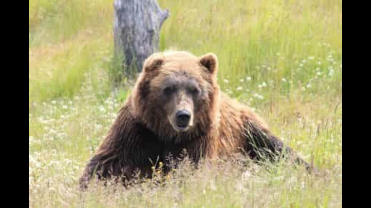 Urso invade hotel nos EUA