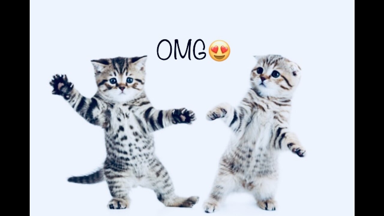 Cats dancing 😍