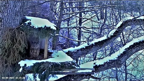 A Nest Stop to Call His Mate 🦉 03/08/23 18:08