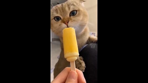 cute cats funny videos 😂😂