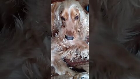 #dogshow , #animals , #dogs , #shorts