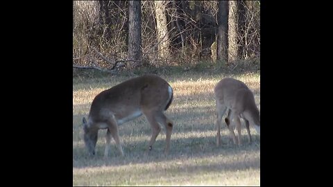 Deer in the Field