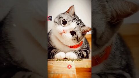Cat Funny Reaction Funny Animals Compilation Videos 2023 Animals Funny Videos #shorts #animals