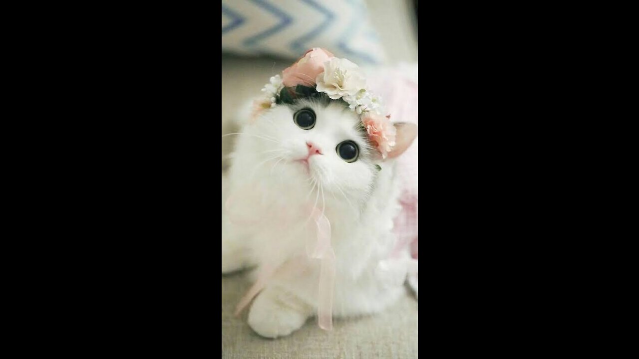So so cute cats that makes your day 😁😁😍😍