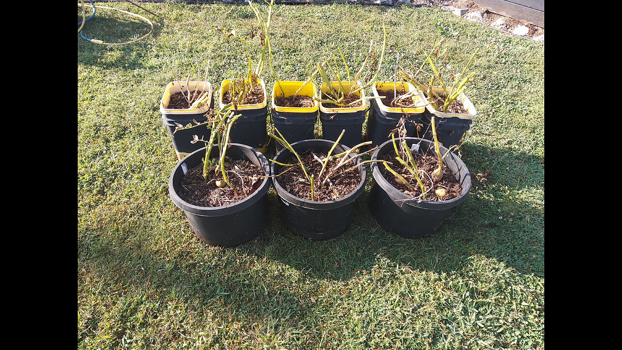 Amazing Potato Harvest From 5 Gallon Buckets 9/10/24