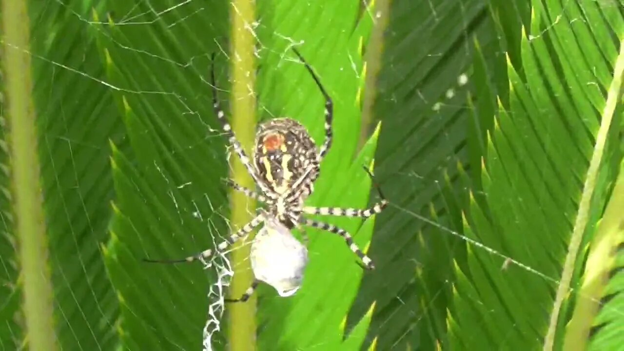 🕷 Argiope bruennichi. Es la hora de comer 🐝💪😃👍