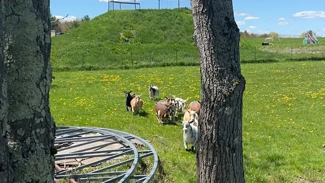 Looking at Goats