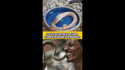 E SE UMA COBRA MORDER ELA MESMA??? #cobra #animals #morder #curiosidades #aconteceu