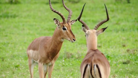 Impala Rams Fighting