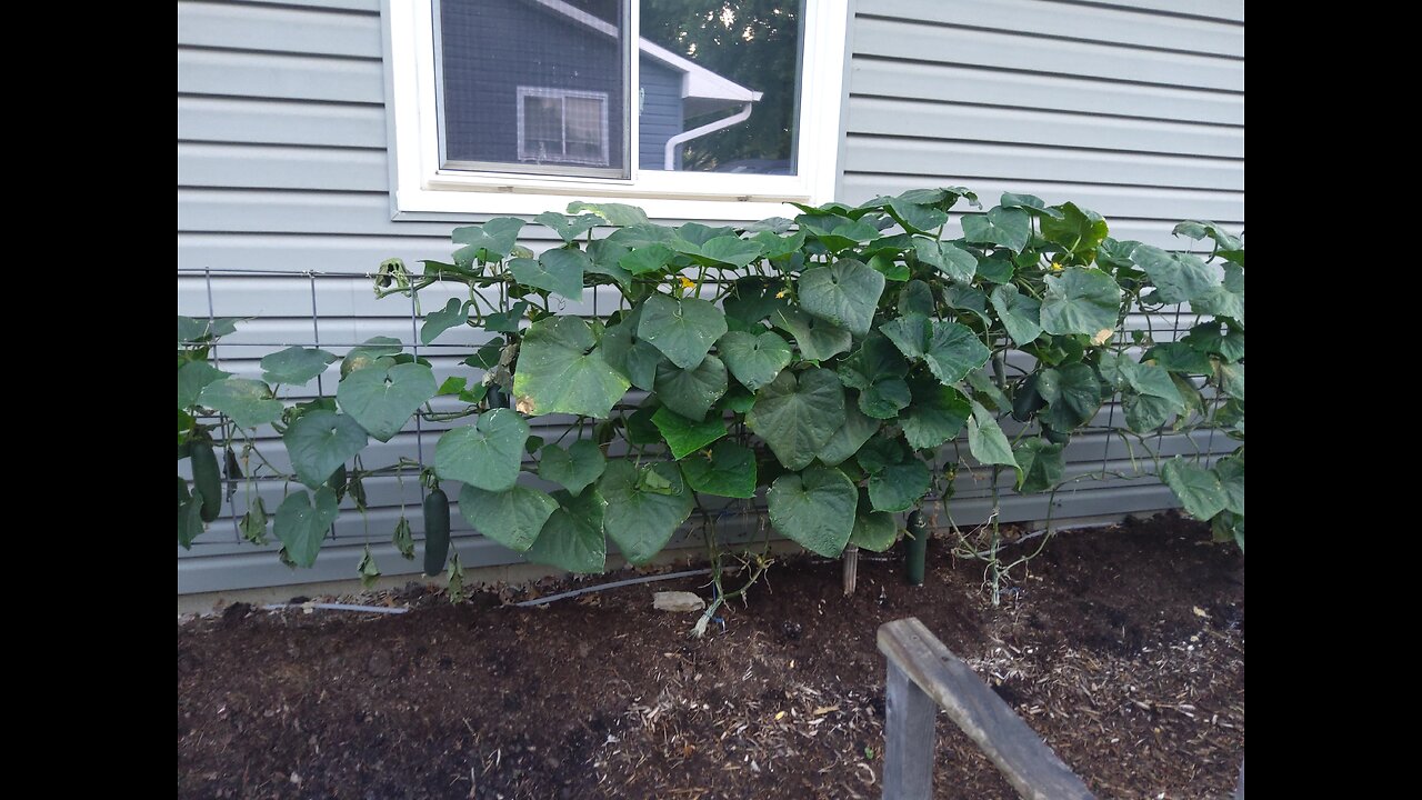 Final Hossinator Cucumber Harvest And Total 8/1/24