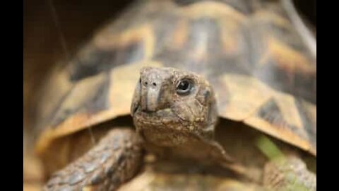 Cette tortue est totalement obnubilée par la lumière