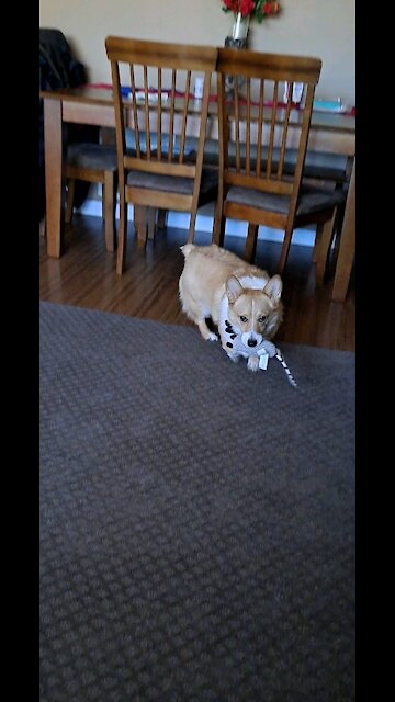 Daily exercise corgi style