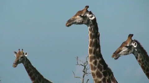 SOUTH AFRICA giraffes, Kruger national park (hd-video)-15