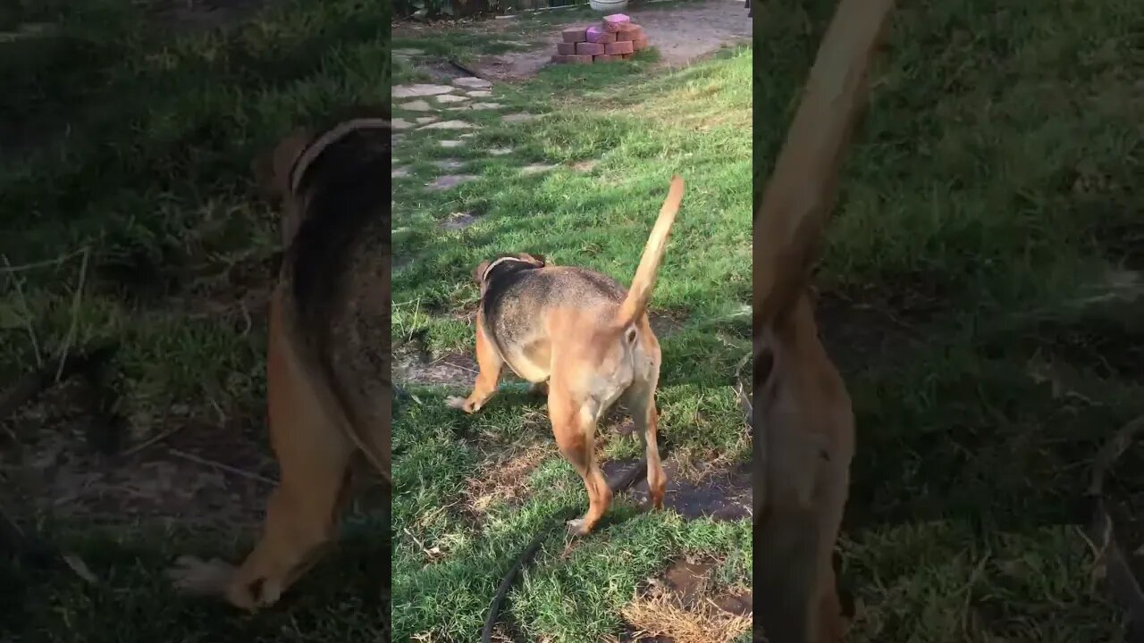 Funny Stella doing MJ! #dogs #funnyshorts #funnydogs #funnydoggieshorts