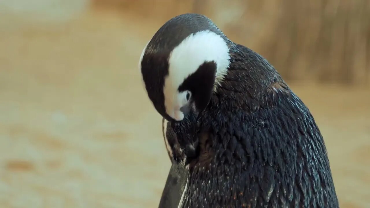 Penguin life | animals (episode 9)